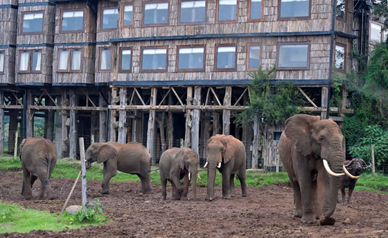 Treetops Hotel